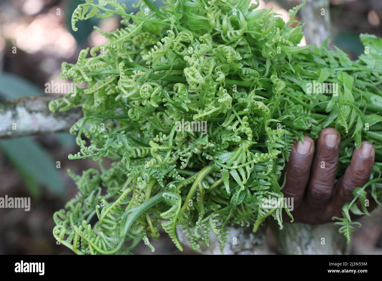 Frische Wildfiddleheads oder Athyrium esculentum, die in der Nähe von Süßwasserquellen gefunden werden, werden als Gemüse und in Gurken in der Hand verwendet Stockfoto