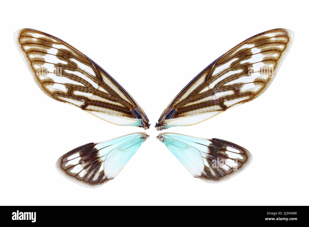 Unter der Seite schöne Insektenflügel auf weißem Hintergrund Stockfoto
