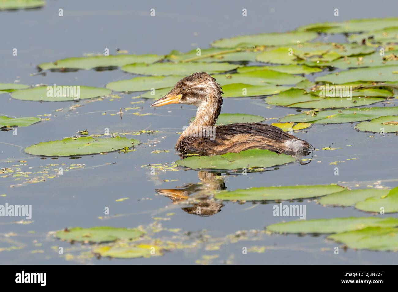 Zwergtaucher (Tachybaptus ruficollis) schwimmen und jagen an einem sonnigen Frühlingstag in einem kleinen Teich Stockfoto