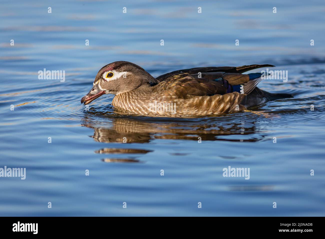 Die Holzente, ein bräunlicher und grauer weiblicher Wasservögel, schwimmt an einem sonnigen Tag in einem See mit blauem Wasser. Stockfoto