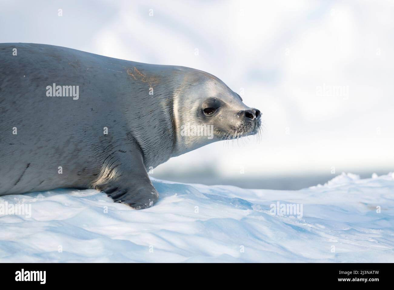 Am Nachmittag leichte, Nahaufnahme Krabbenfellrobbe (Lobodon carcinophagus) mit Schnee auf seinen Whiskern, auf Eisscholle, Marguerite Bay, Antarktis Stockfoto