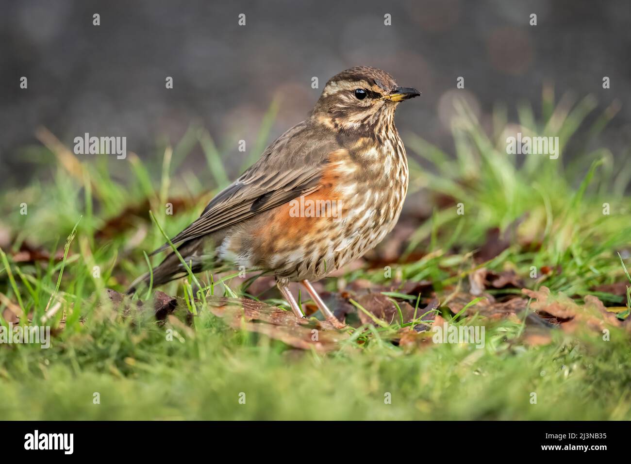 Redwing auf dem Gras, aus nächster Nähe, im Winter in Schottland Stockfoto