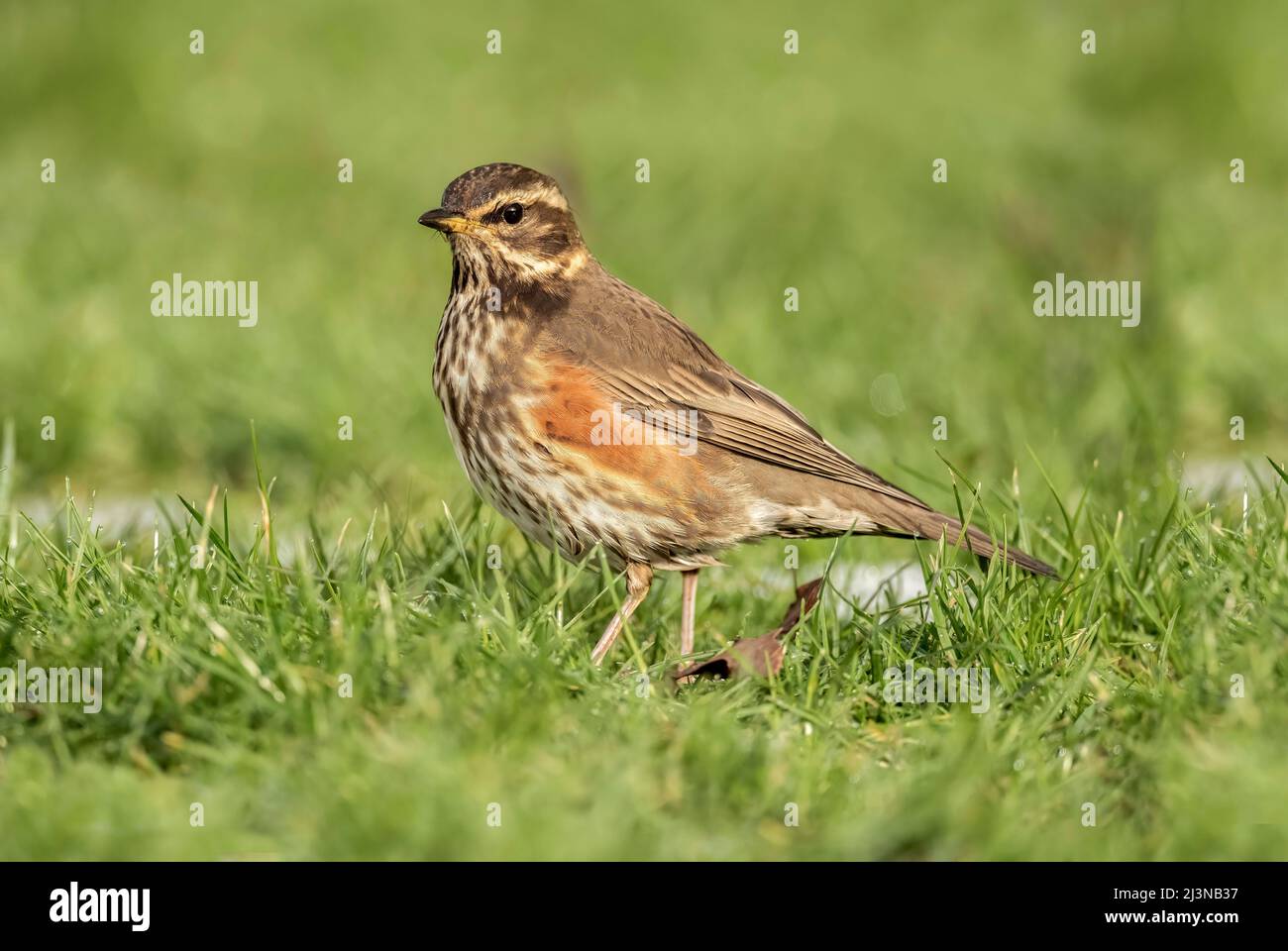 Redwing auf dem Gras, aus nächster Nähe, im Winter in Schottland Stockfoto