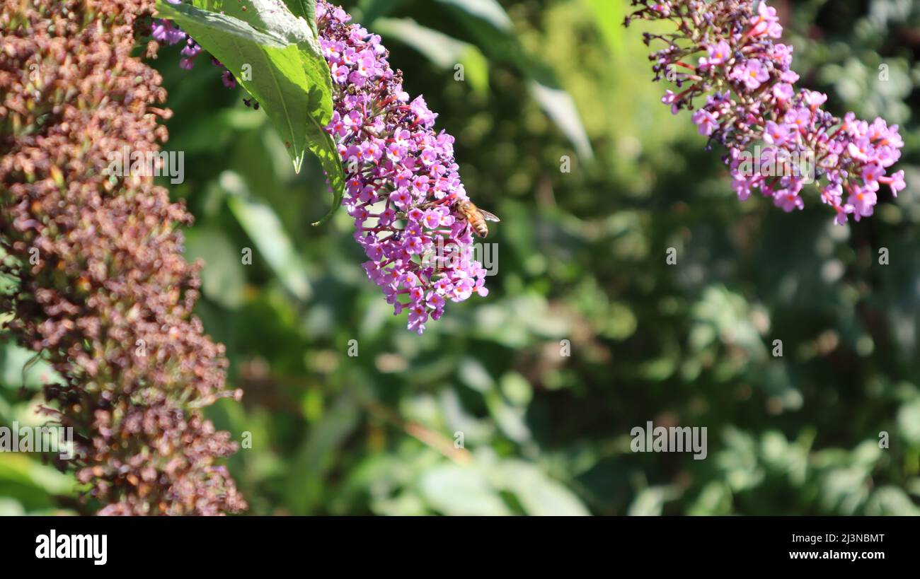 Honigbiene auf purpurner Buddleia Davidii Blume mit Bokeh Hintergrund Stockfoto