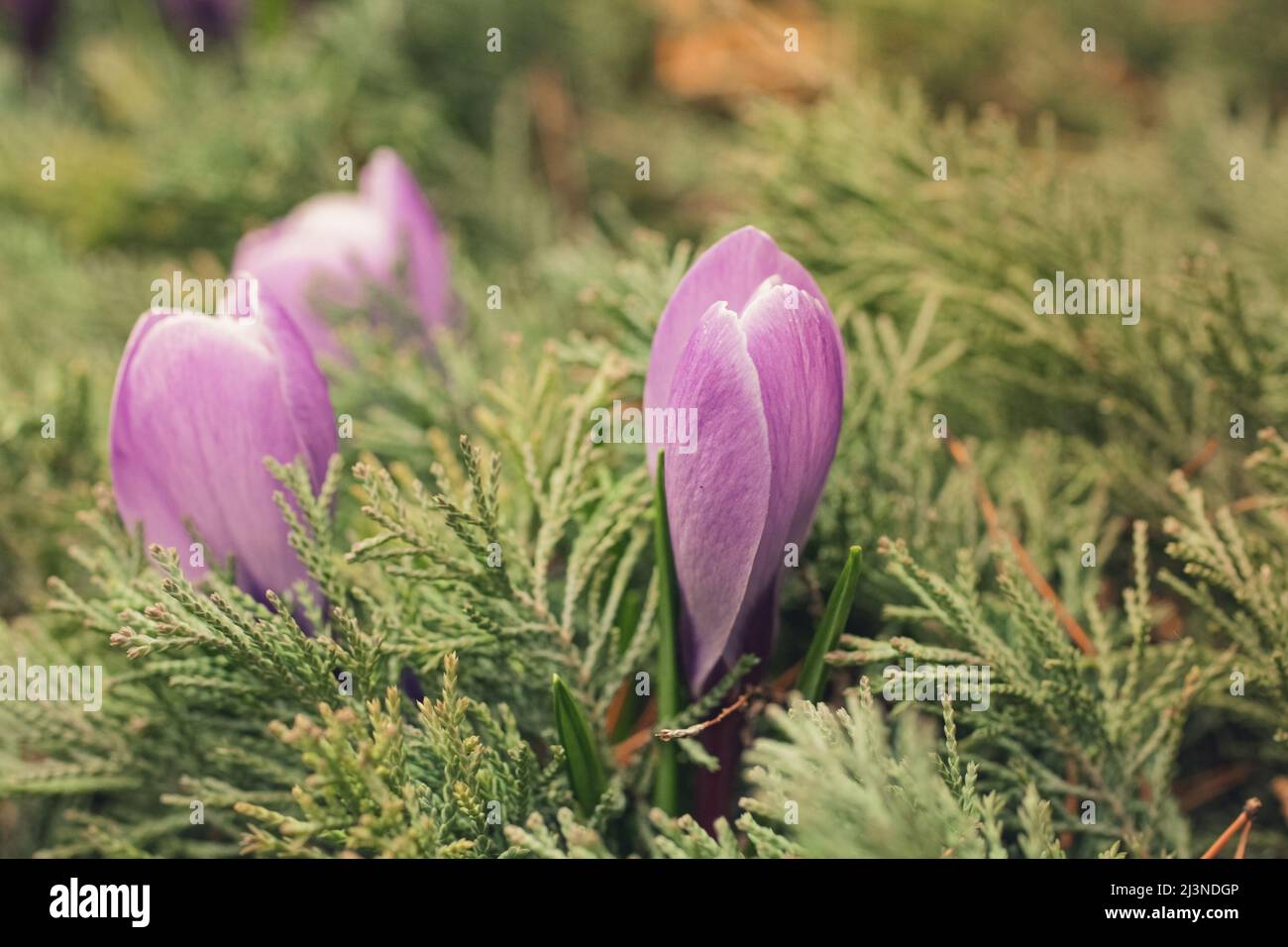 Die ersten Krokusblüten wuchsen im Park. Nahaufnahme Stockfoto