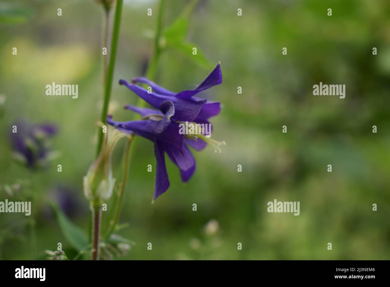 Aconitum, allgemein bekannt als Aconit, Mönchtum, Wolf Wolf, Leopard Fluch, Maus, Weiblicher Fluch, Teufelshelm, Königin der Gifte oder blaue Rakete, die meisten Stockfoto