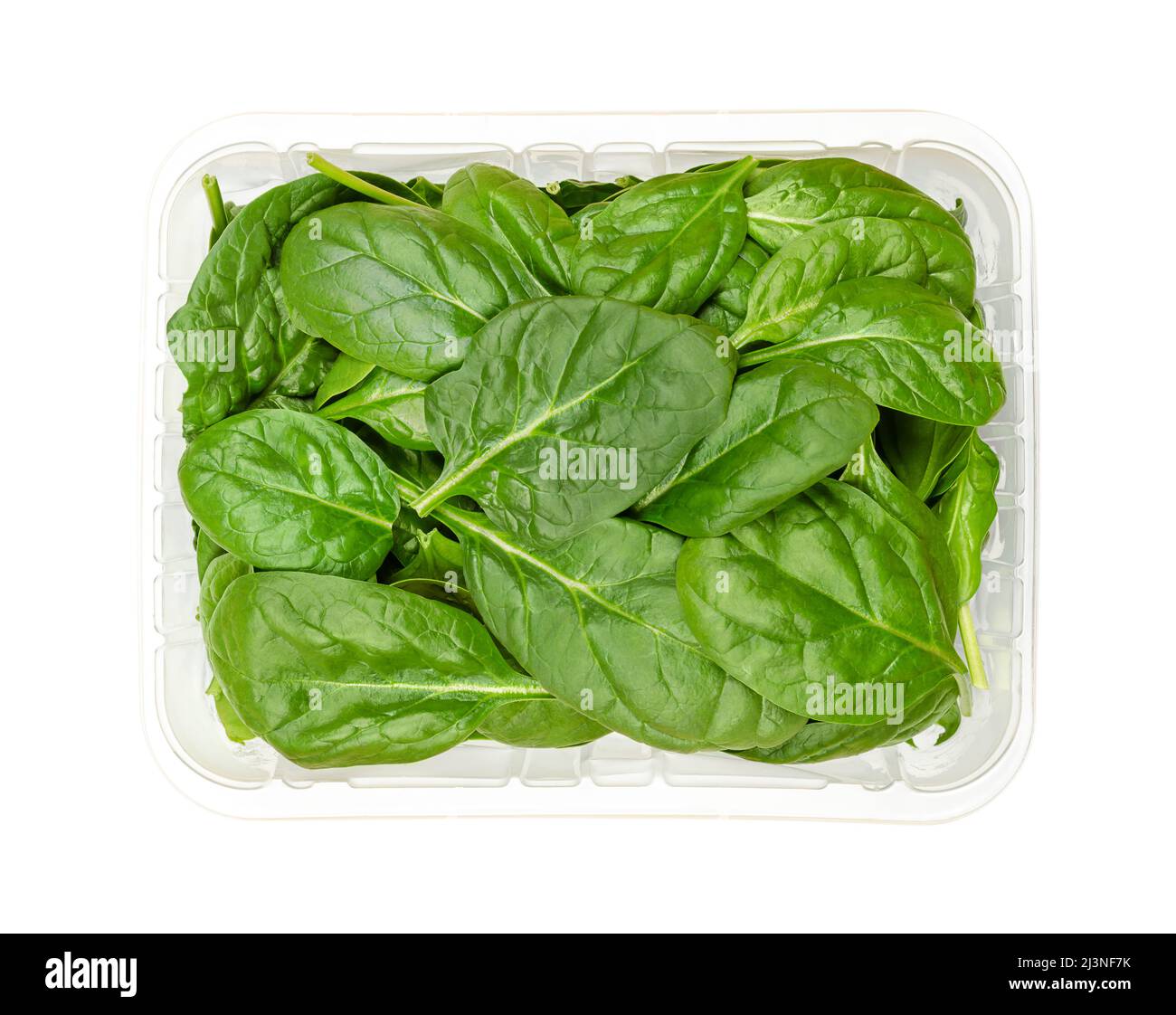 Junge Spinatblätter in einem Plastikbehälter. Frisch gepflückte und rohe Spinacia oleracea, grünes Blattgemüse, reich an Vitamin K.. Stockfoto