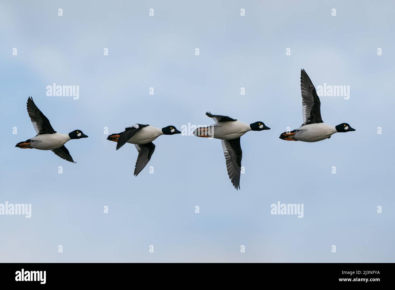 GoldenEye Duck Bucephala clangula Familie im Flug Stockfoto