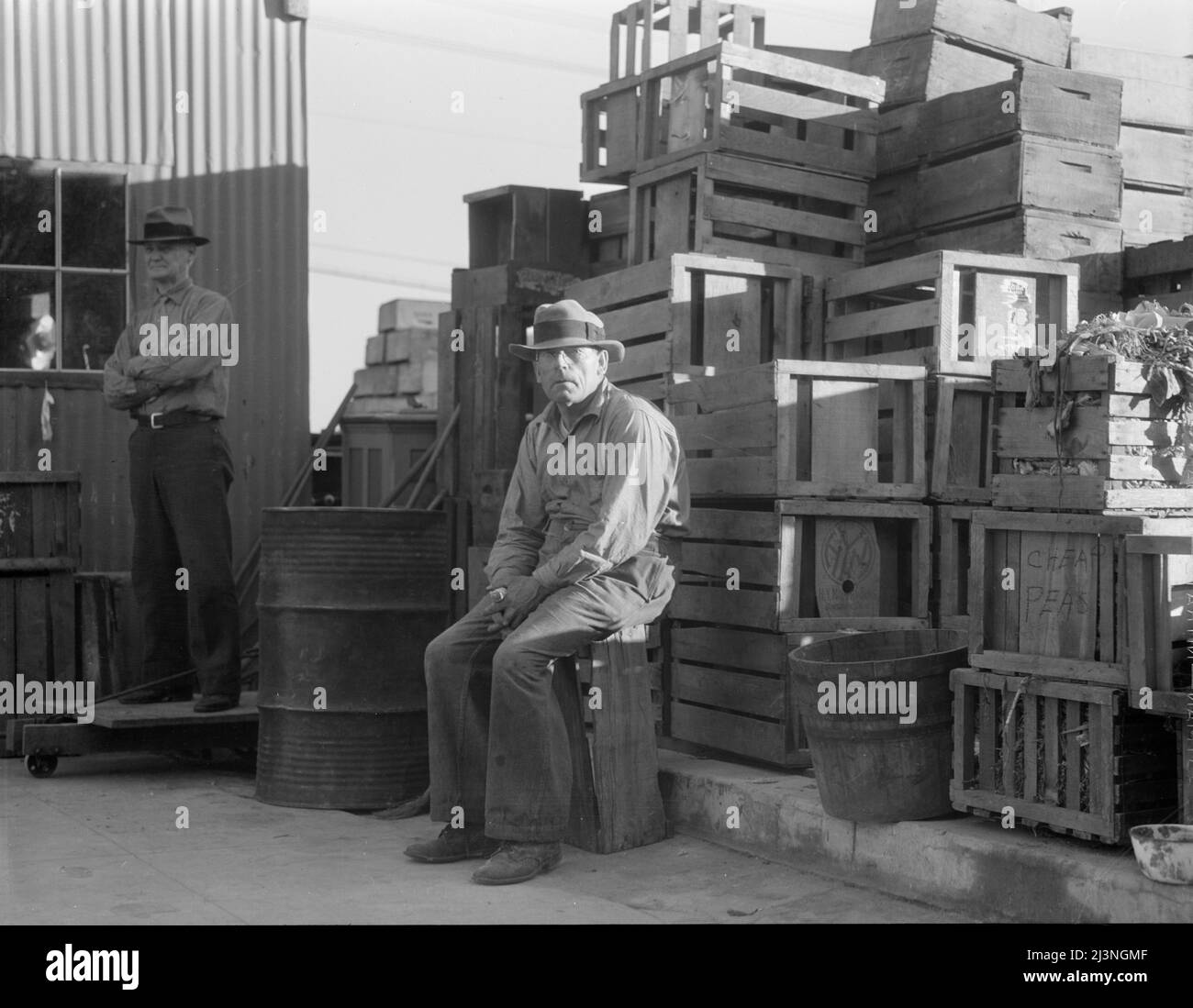 Selbsthilfe-Kooperative, Burbank, Kalifornien. Organisiert Im August 1934. Jetzt hat sechsundsiebzig aktive Mitglieder und ist ziemlich erfolgreich. Haben bei der Neuansiedlungsverwaltung einen Kredit beantragt. Haben Sie eine Farm von hundert achtzig Hektar, und liefern Gemüse an die Mitglieder. Außerdem liefert die Molkerei täglich 120 Gallonen Milch. 65 Kühe. Stockfoto