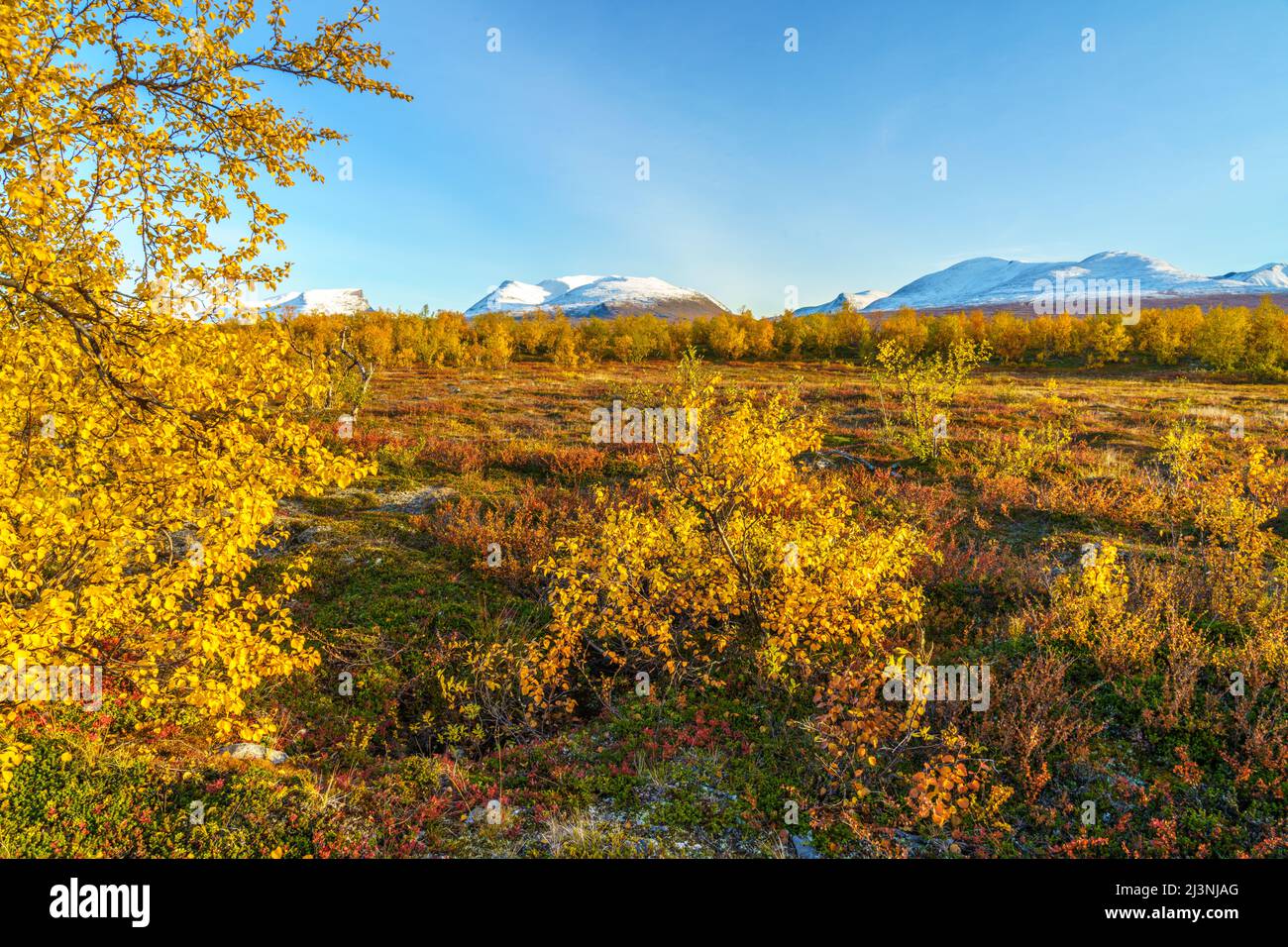 Abisko Nationalpark im september mit Herbstfarben und Lapporten im Hintergrund und Schnee auf den Bergen, Abisko Nationalpark, Schwedisch Lappland, SWE Stockfoto