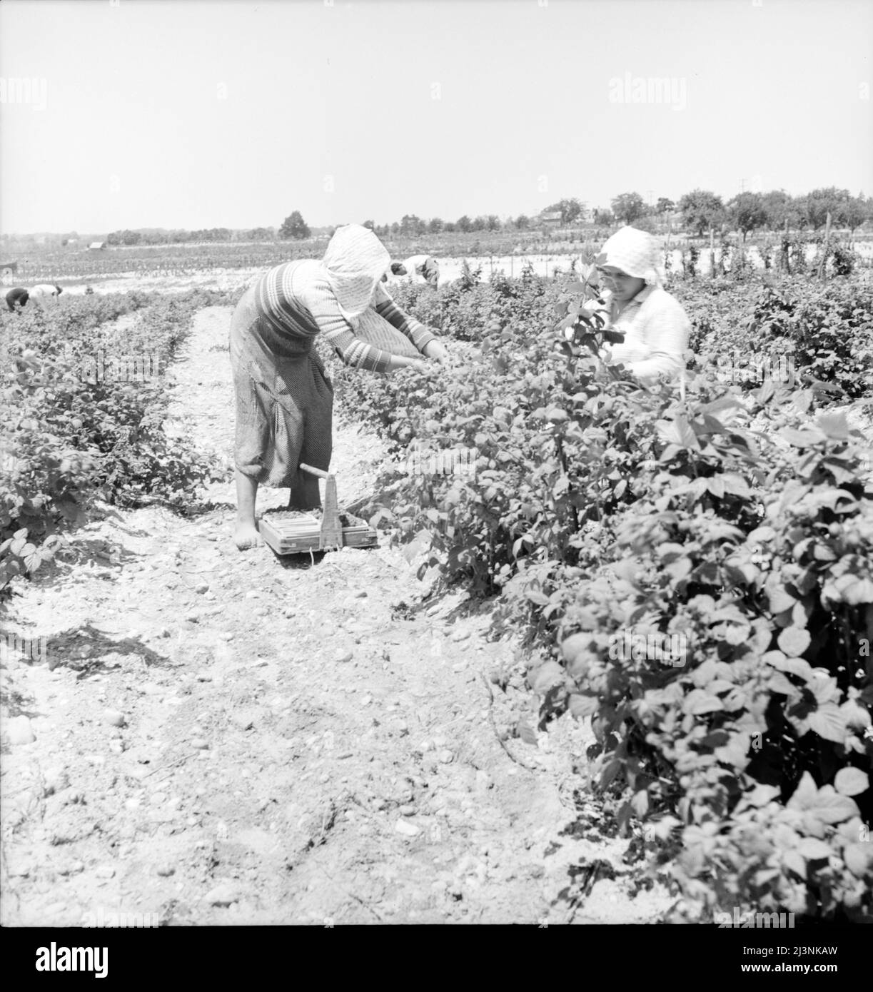 Migranten aus Delaware pflücken Beeren im Süden von New Jersey. Stockfoto