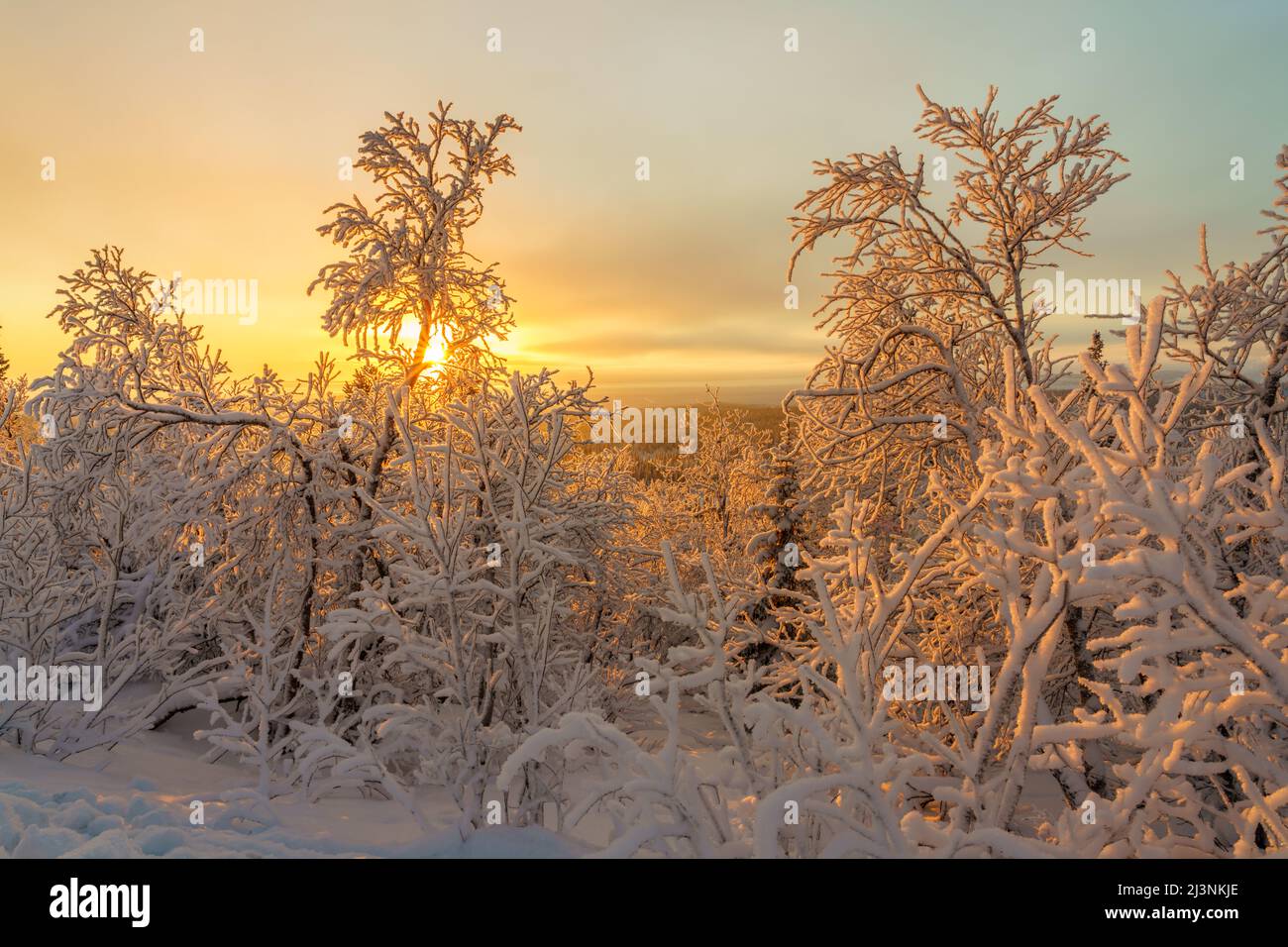 Winterlandschaft im November mit verschneiten Bäumen und direktem Licht mit buntem Himmel, Gällivare, Schwedisch Lappland, Schweden Stockfoto