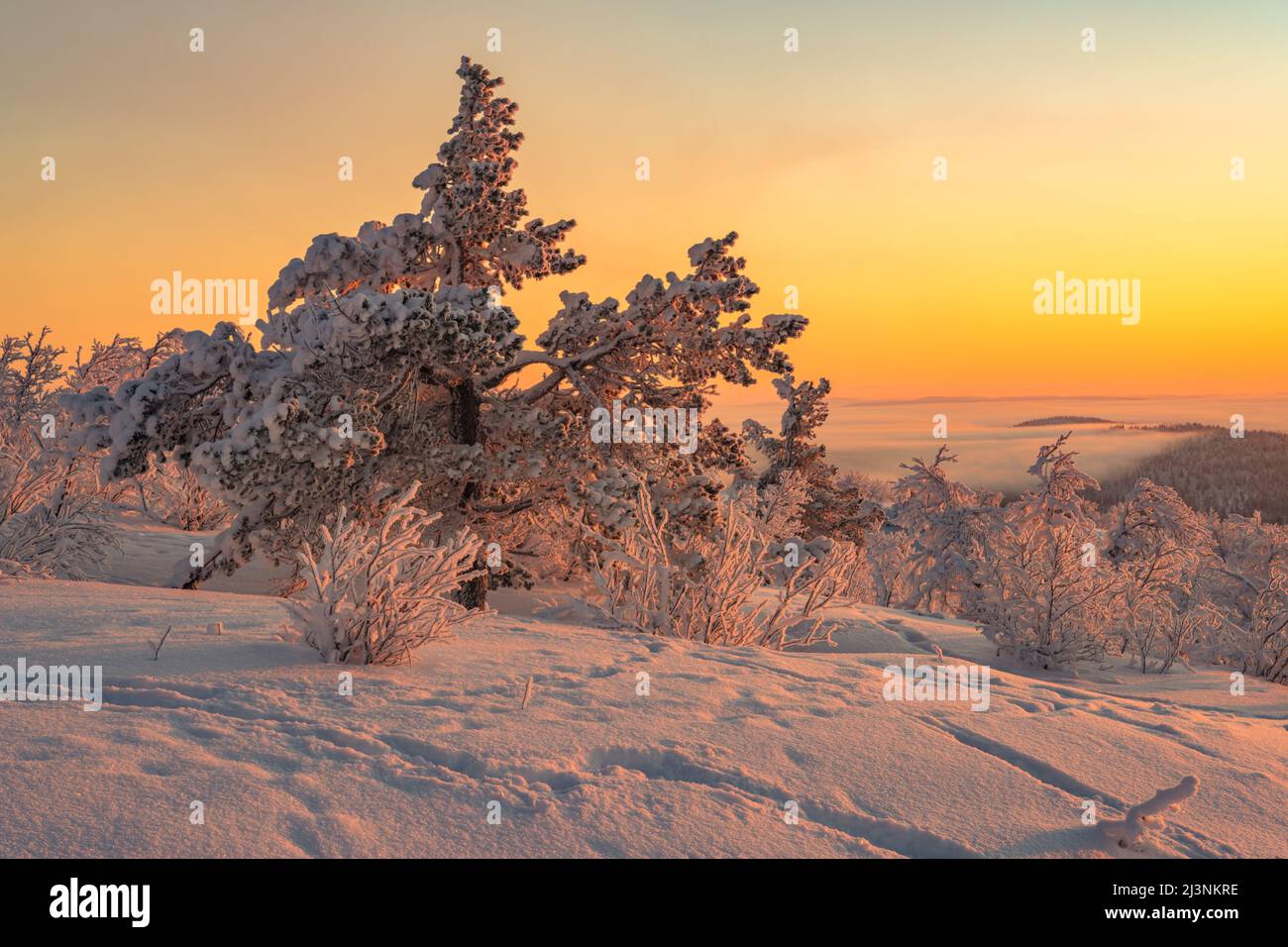 Winterlandschaft im November mit verschneiten Bäumen und buntem Himmel, Gällivare, Schwedisch Lappland, Schweden Stockfoto