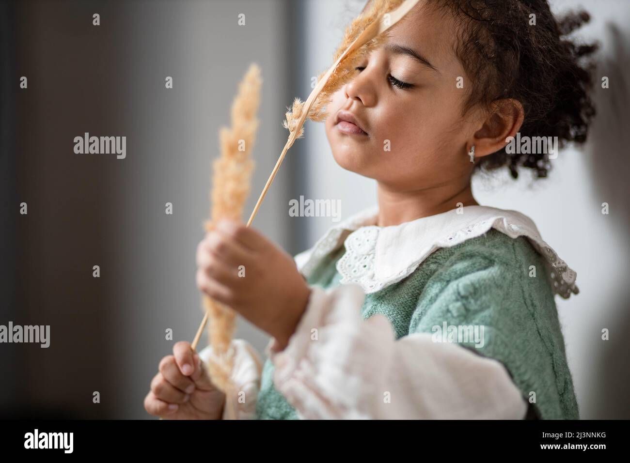 Ein kleines multiethnisches Mädchen, das in ihren Händen Pampagras ansieht Stockfoto