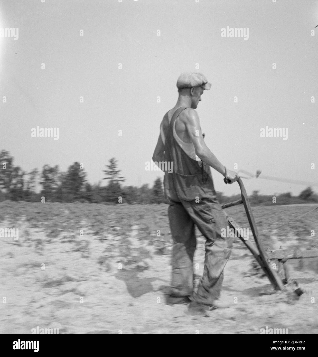 Weißer Mieter Landwirt arbeitet auf Aktien. North Carolina. Stockfoto