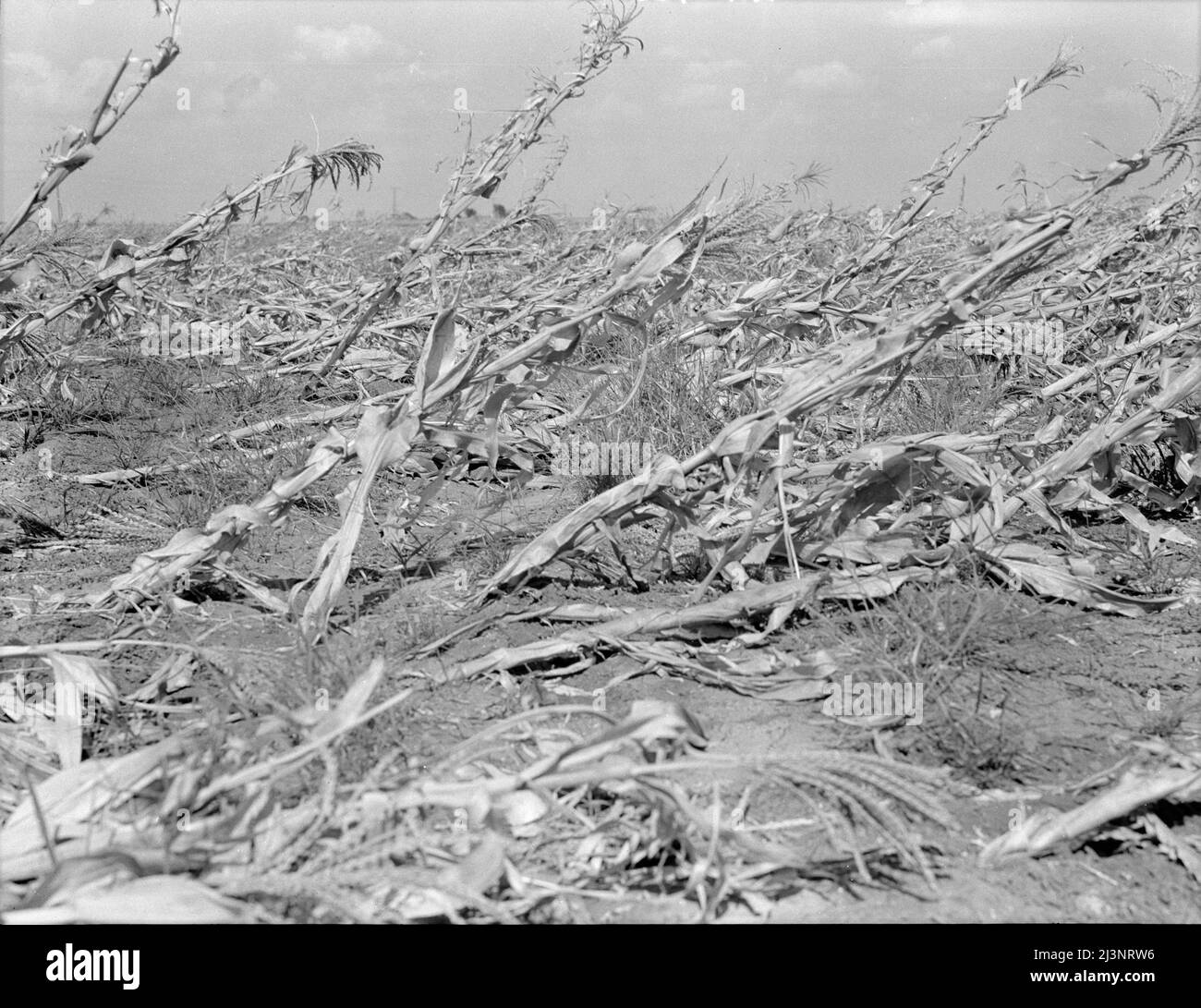 [Foto ohne Titel, möglicherweise verwandt mit: Mais, ausgetrocknet und auf dem Feld liegend. Die Temperatur war über hundert Grad. Zwischen Dallas und Waco, Texas]. Stockfoto
