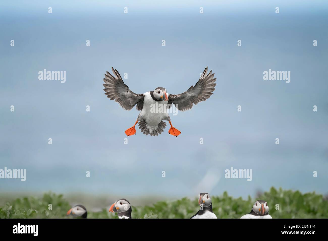 Puffin mit offenen Flügeln, vorwärts fliegen und landen, im Sommer aus der Nähe Stockfoto