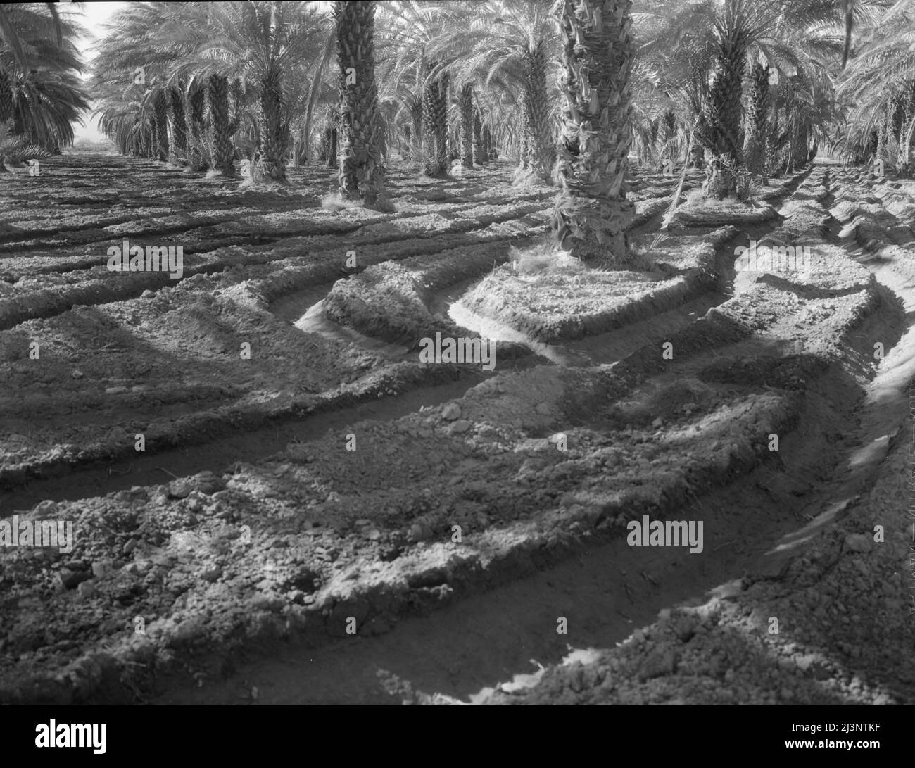 Dattelpalmen. Coachella Valley, Kalifornien. Stockfoto