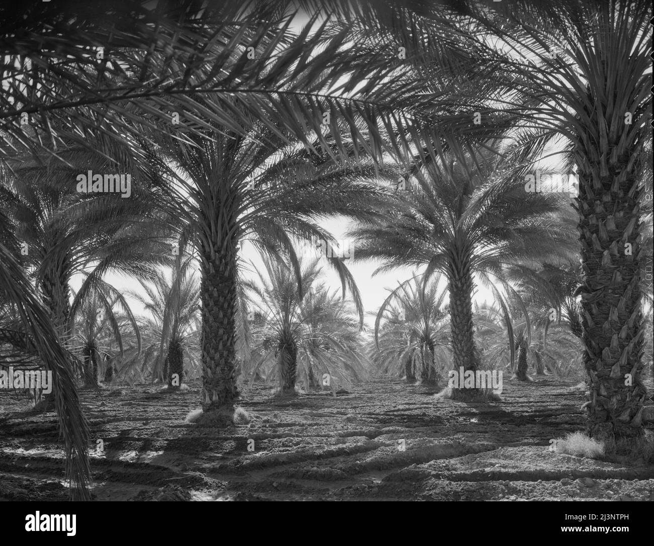 Dattelpalmen. Coachella Valley, Kalifornien. Stockfoto