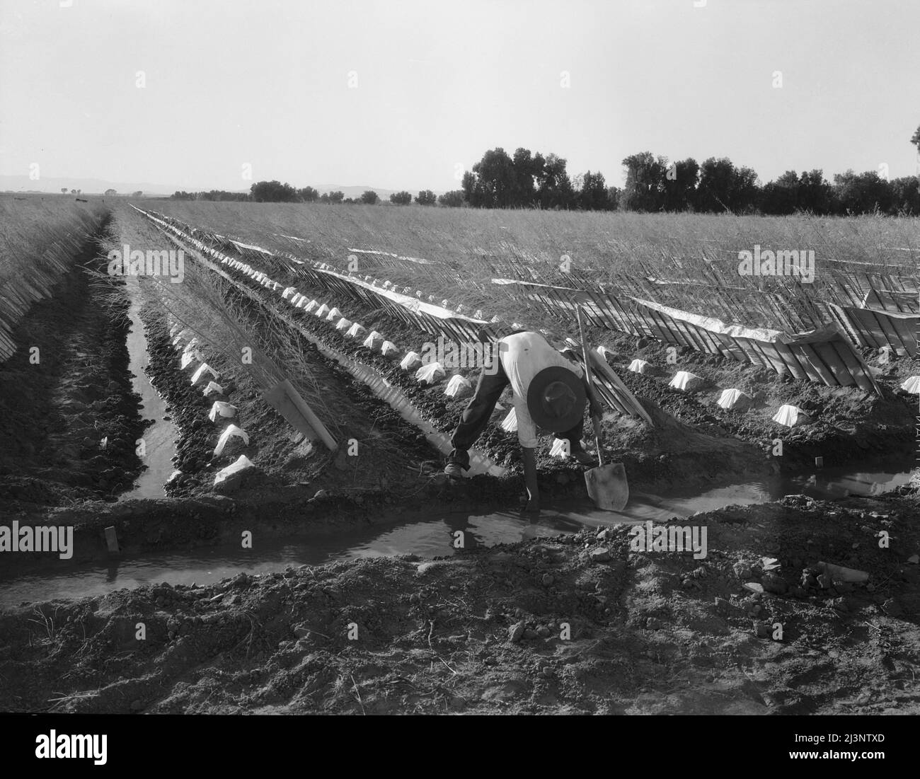 Bewässerungsanlage in gebürstetem und bedecktem Cantaloupe-Feld. Imperial Valley, Kalifornien. Stockfoto