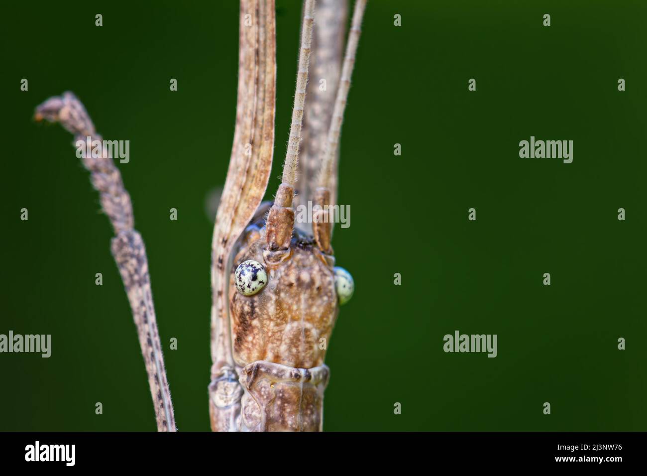 Portrait of White-Kneed Stick Insect - Acacus sarawacus, einzigartiges Spezialinsekt aus Sarawak-Wäldern, Borneo, Malaysia. Stockfoto