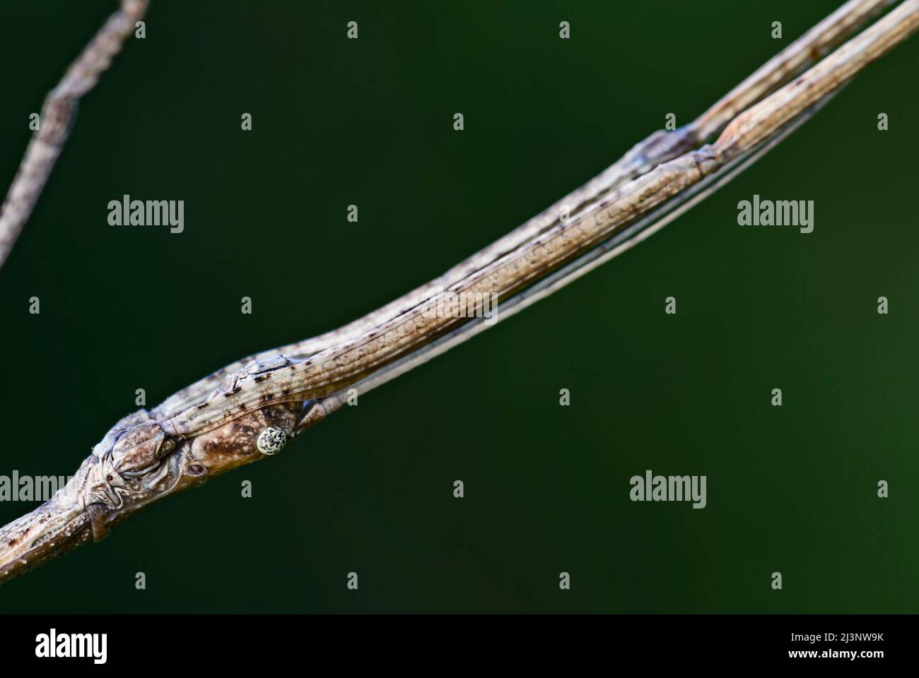 Portrait of White-Kneed Stick Insect - Acacus sarawacus, einzigartiges Spezialinsekt aus Sarawak-Wäldern, Borneo, Malaysia. Stockfoto