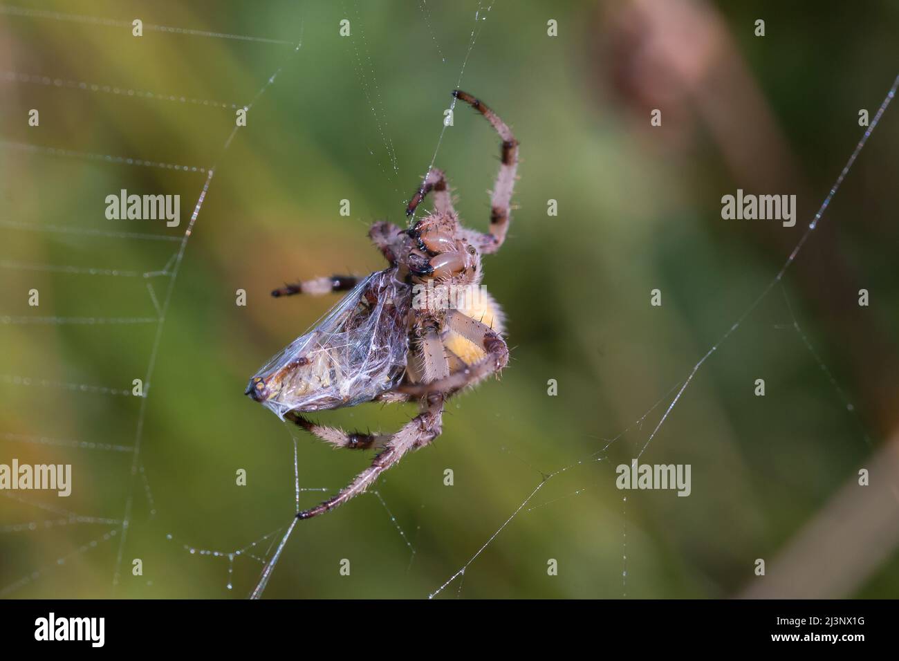 Die männliche Orb-Netzspinne wickelt ihre neu gefangenen Beute bereit, um sie später zu essen Stockfoto