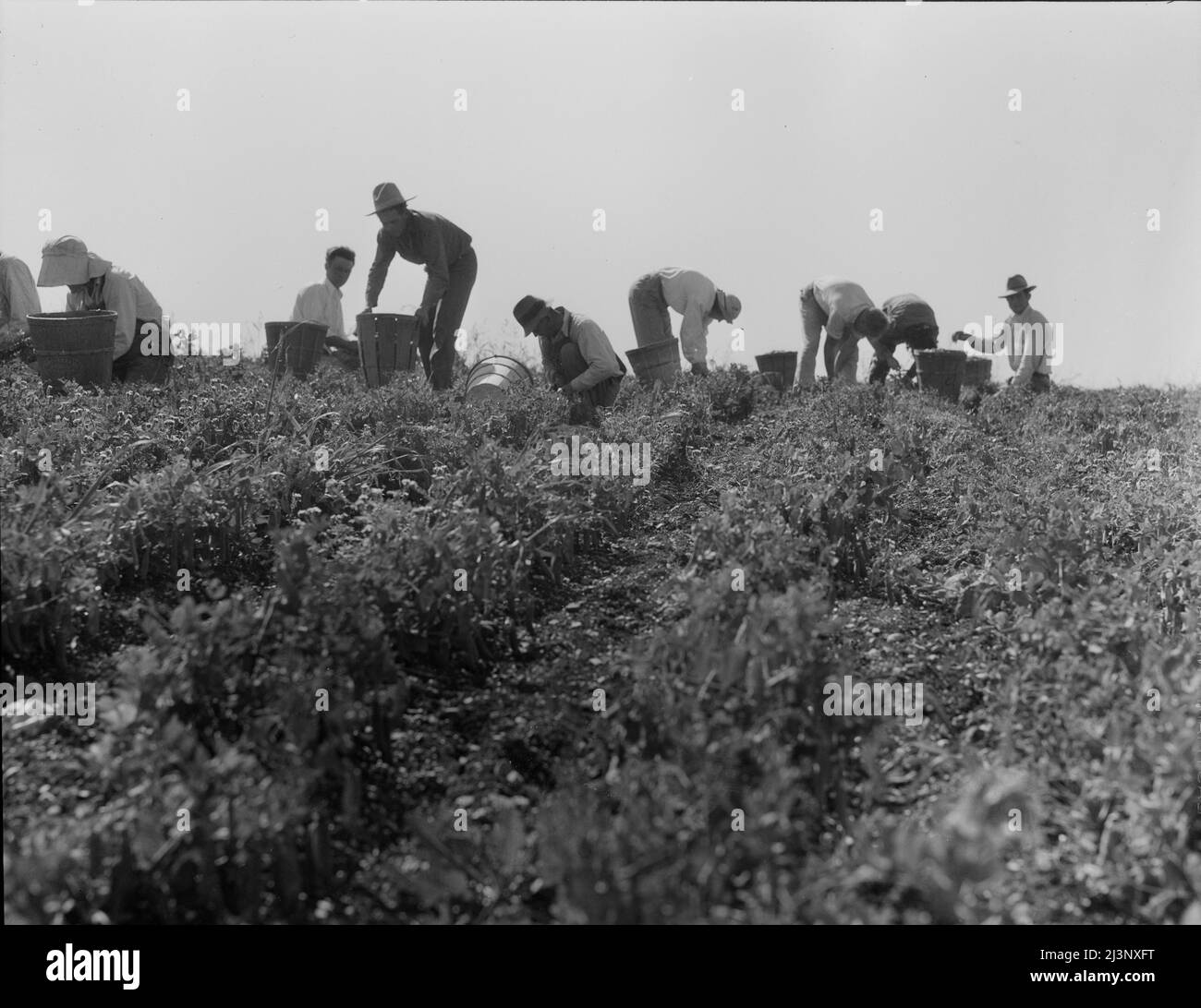 Die Ernte von Erbsen erfordert große Besatzungen von Wanderarbeitern. Nipomo, Kalifornien. Stockfoto