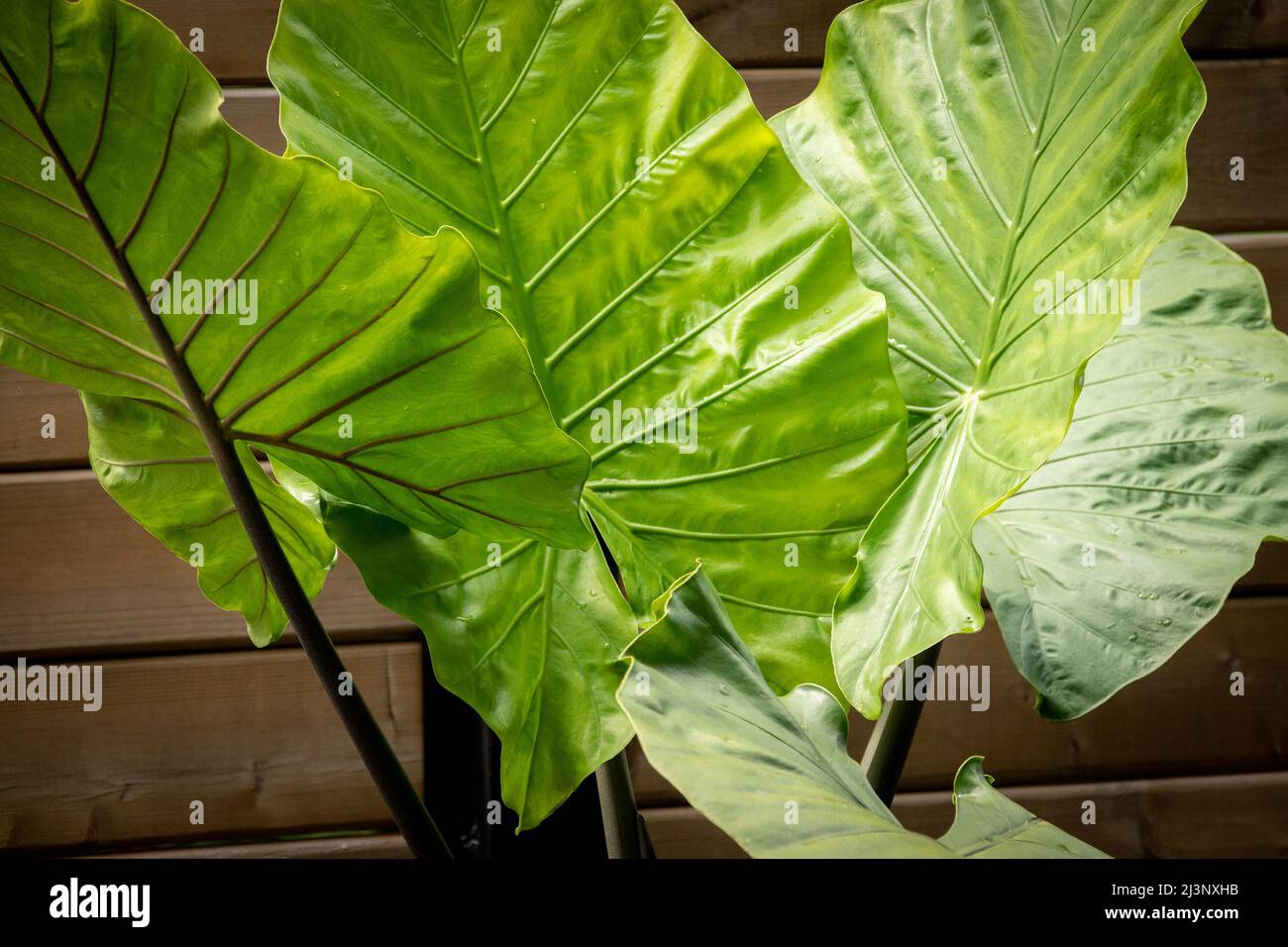 Schwarze colocasia pflanze Fotos und Bildmaterial in hoher Auflösung