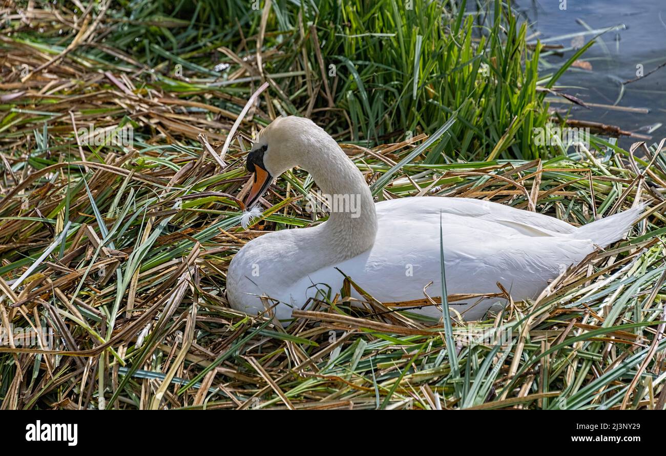 Stummer Schwan auf Nest, der Eier dreht, St. Albans Hertfordshire, Großbritannien Stockfoto