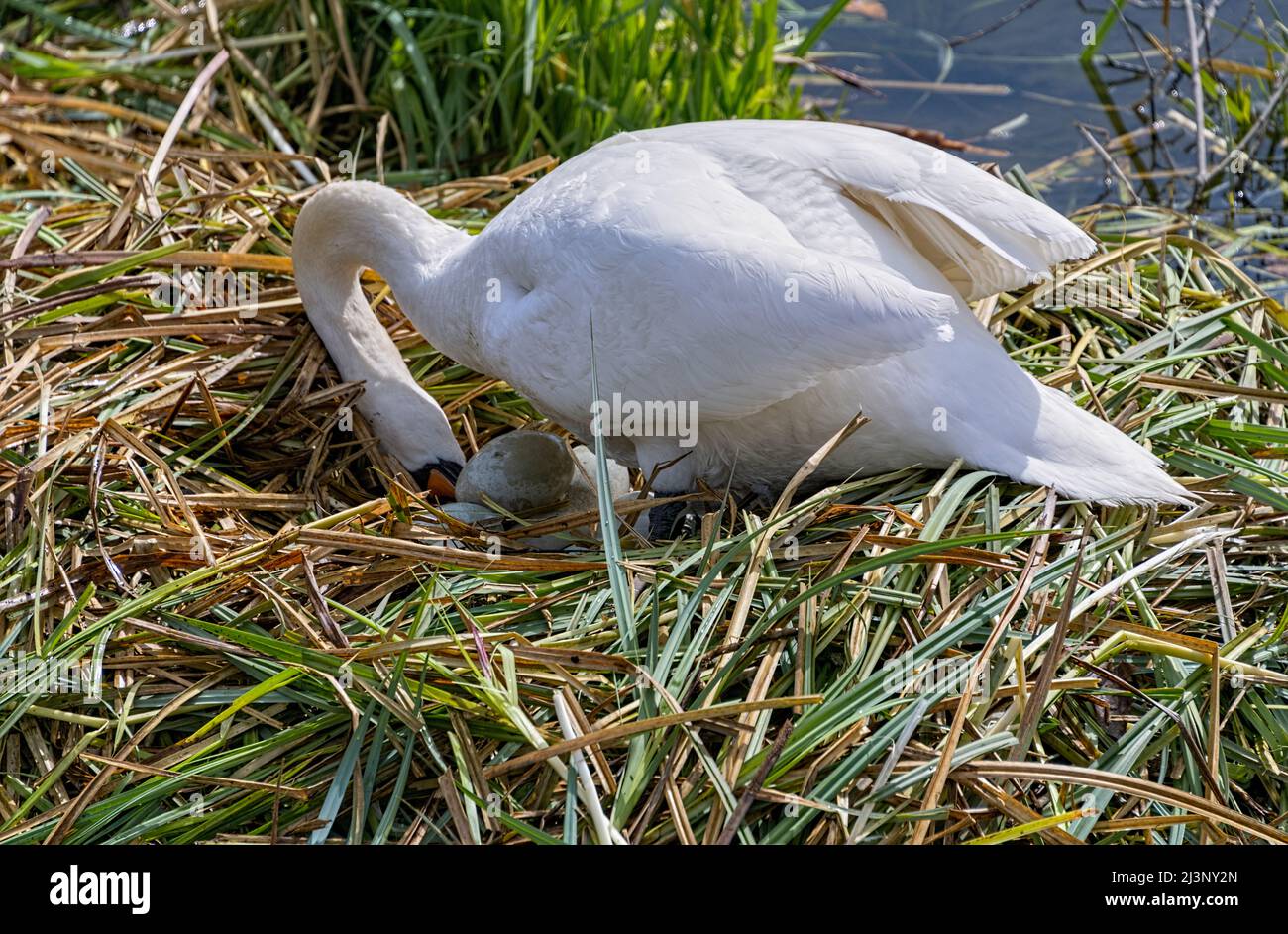 Stummer Schwan auf Nest, der Eier dreht, St. Albans Hertfordshire, Großbritannien Stockfoto