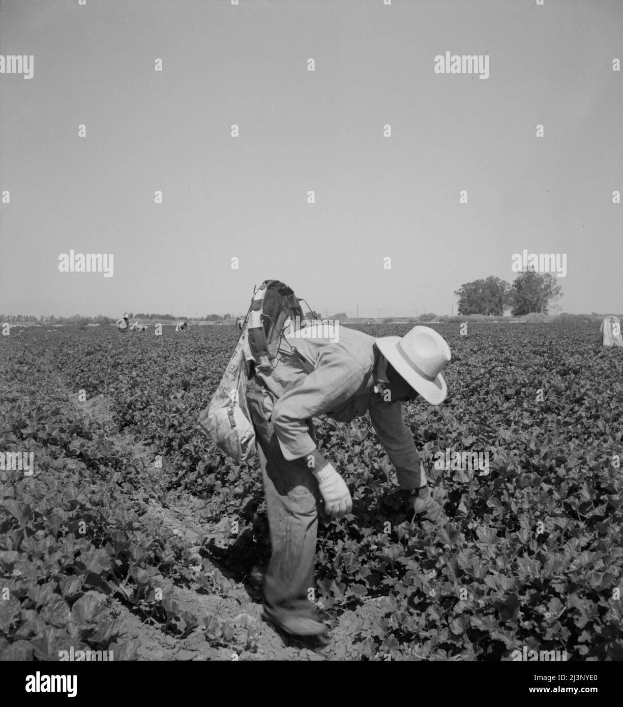 Mexikanische Pflücken von Cantaloupes im Imperial Valley, Kalifornien. Das sind hochqualifizierte Arbeitskräfte. Stockfoto