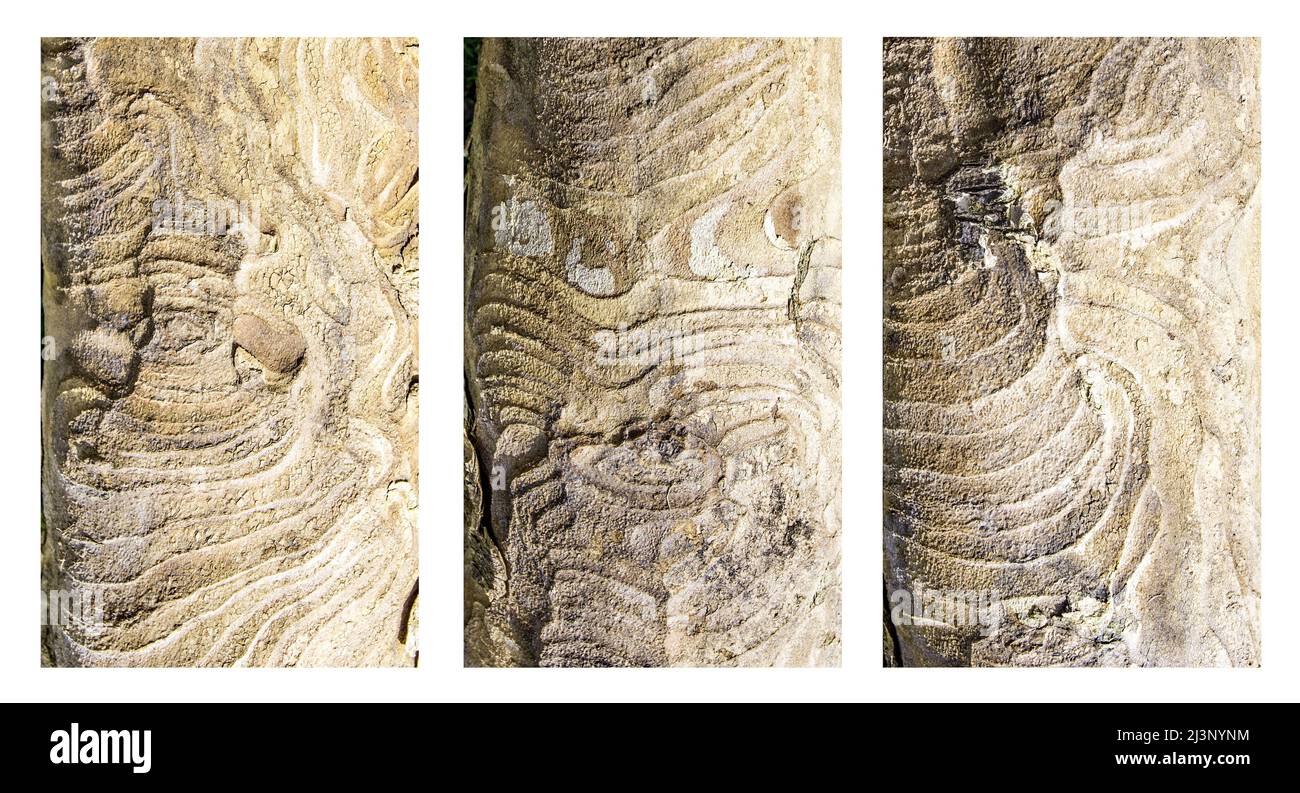 Der Stamm enthüllte sich, als die ganze Rinde von diesem Platanenbaum-Ast abgeflockt ist. Muster bilden ein Interessantes Triptychon. Stockfoto