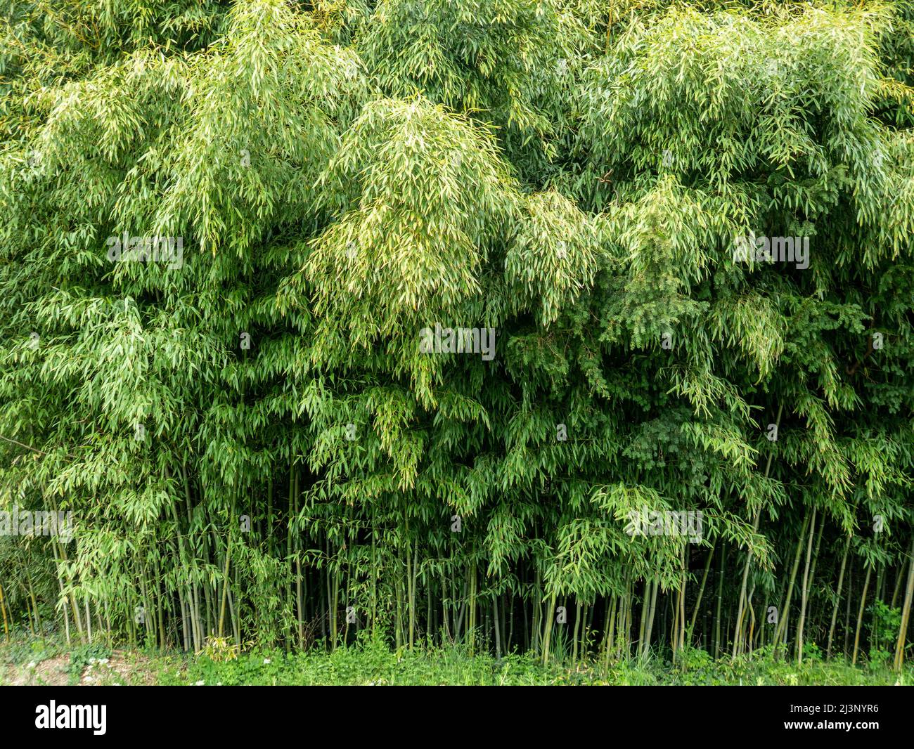 BambuswaldBambuszweige Wintergarten botanischen Garten in Vácrátót, Ungarn, Öko, Bio, lebendige grüne Frische Stockfoto