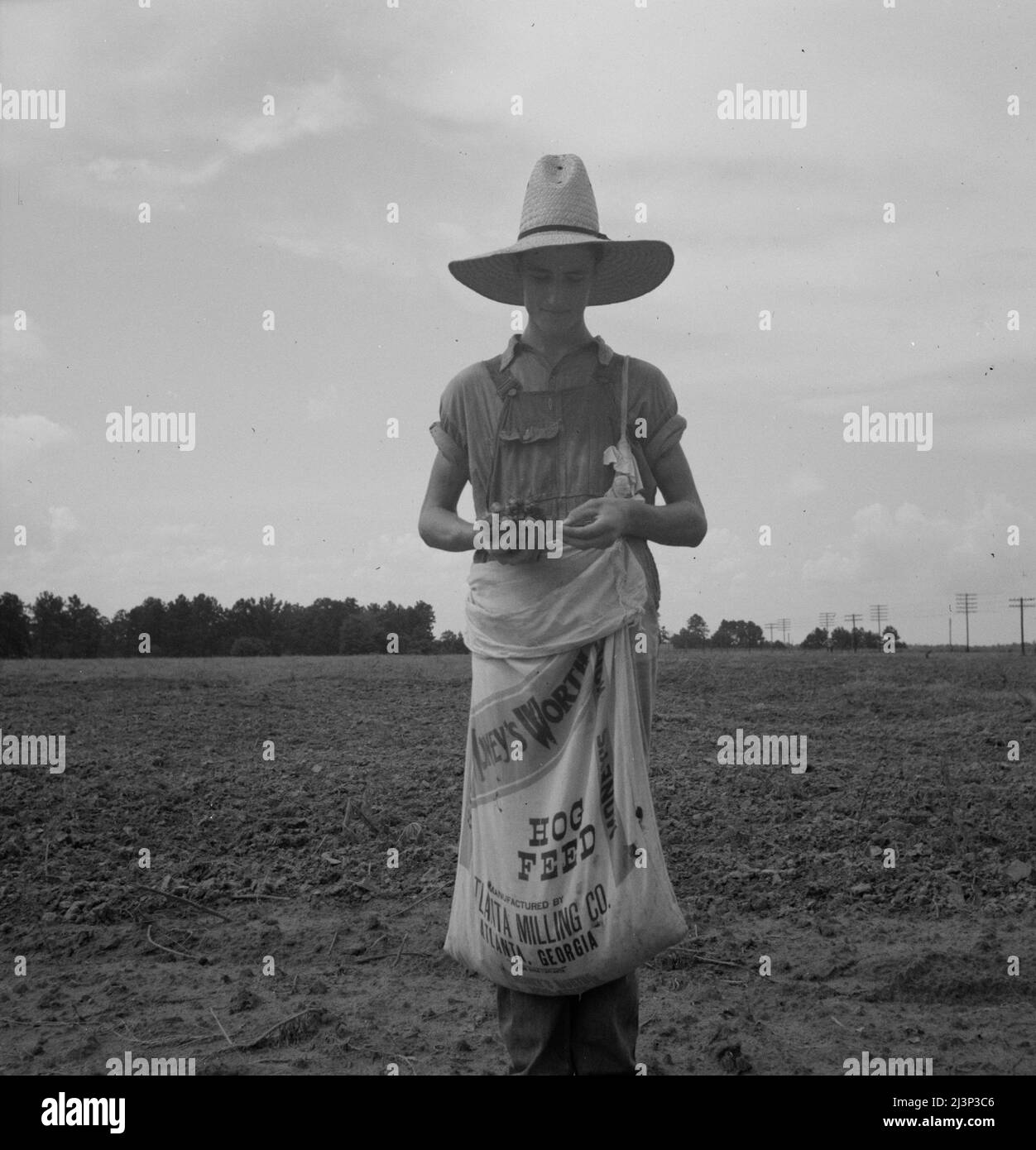 Bauernjunge mit einem Sack voller boll-Rüben, die er von Baumwollpflanzen abgepflückt hat. Macon County, Georgia. [Sack aus Schweinegüte]. Stockfoto