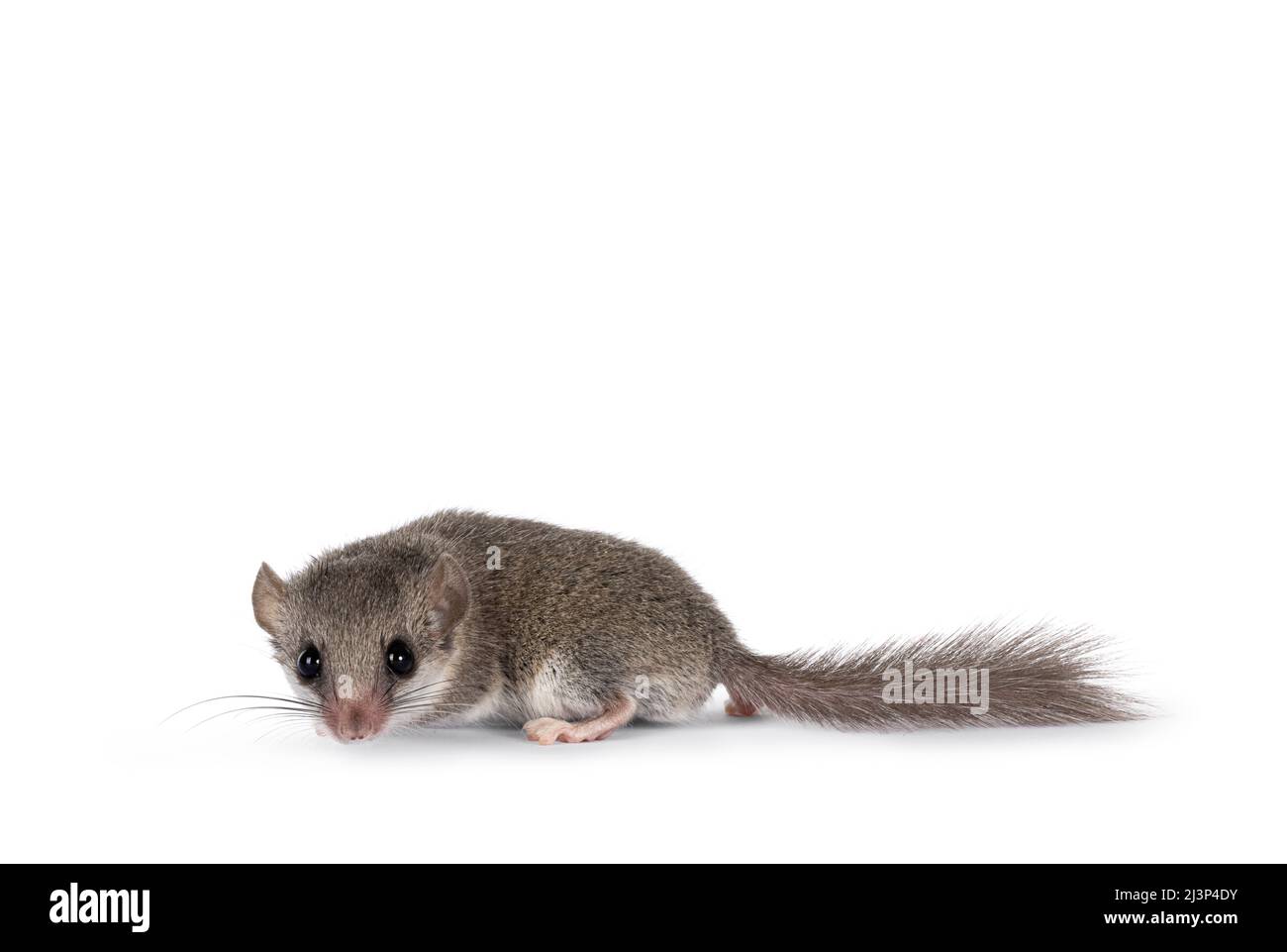 Niedliche kleine afrikanische Siebenschläfer alias Graphiurus murinus, stehend Seitenwege. Blick direkt auf die Kamera, isoliert auf weißem Hintergrund. Stockfoto