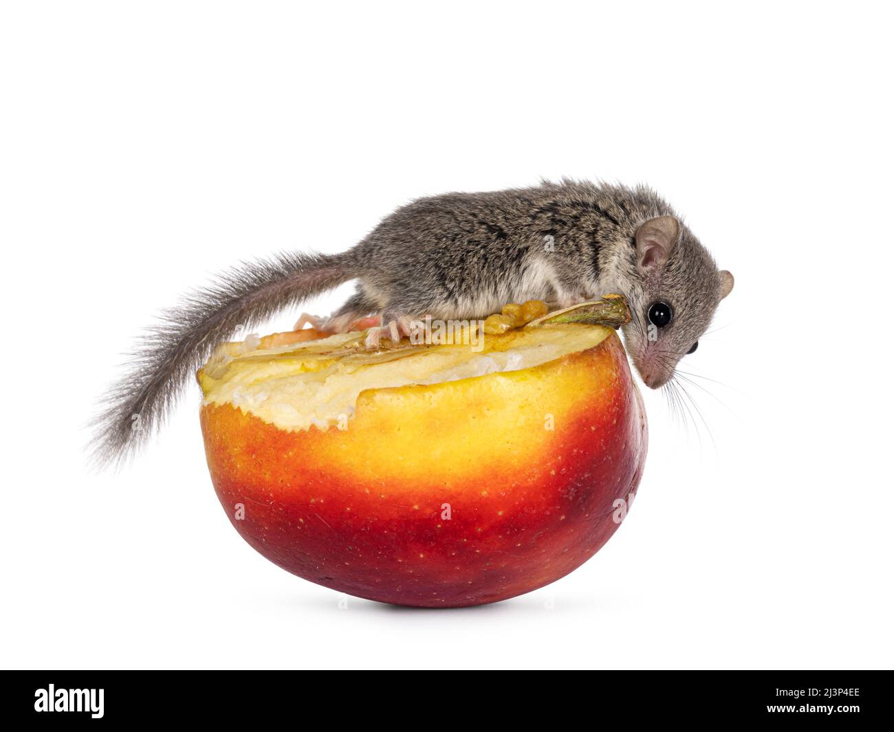 Niedliche kleine afrikanische Dormaus alias Graphiurus murinus, die auf einem gelben und roten Apfel klettert. Vom Obst herunter schauen. Isoliert auf weißem Hintergrund. Stockfoto