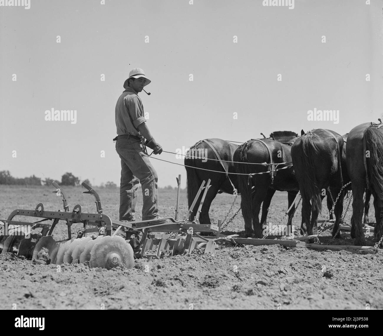 Scheibe gezeichnet von sieben Pferden, die in den Kornfeldern Kaliforniens eingesetzt werden. Tulare County. Stockfoto