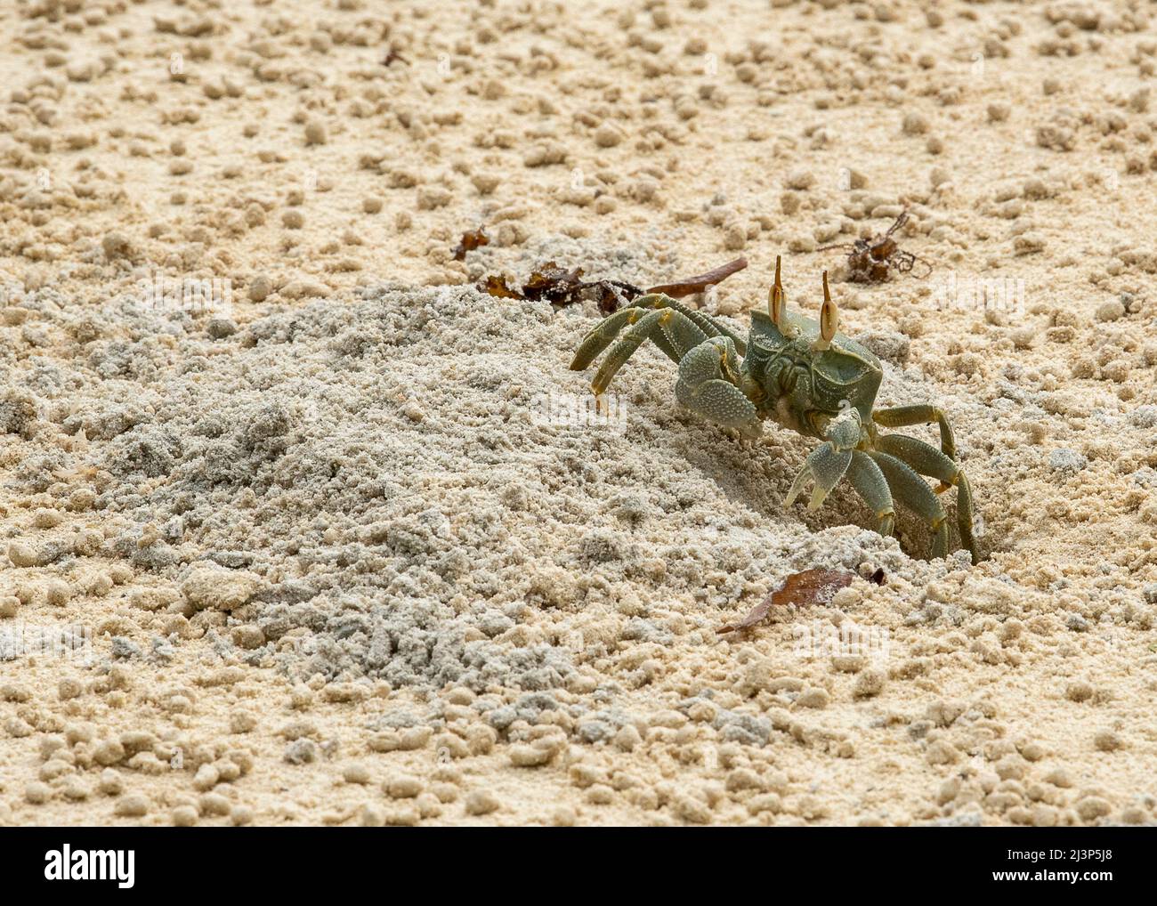 Horned Ghost Crab oder Horn-Eyed Ghost Crab, Stockfoto