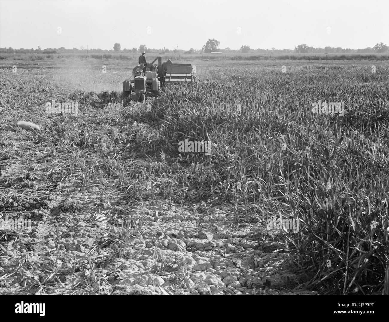 24 Kunden der Farm Security Administration (FSA) im Rahmen des Programms zur ländlichen Rehabilitation haben gemeinsam einen Allerntemaschinen gekauft und betrieben. Die Maschine wurde am 7. Juni 1938 in Betrieb genommen. Hat bis heute (Nov 3, 1938) auf sechzig Erntearbeiten in Weizen, Gerste, Sojabohnen und milo-Mais serviert. Tulare County, Kalifornien. Stockfoto