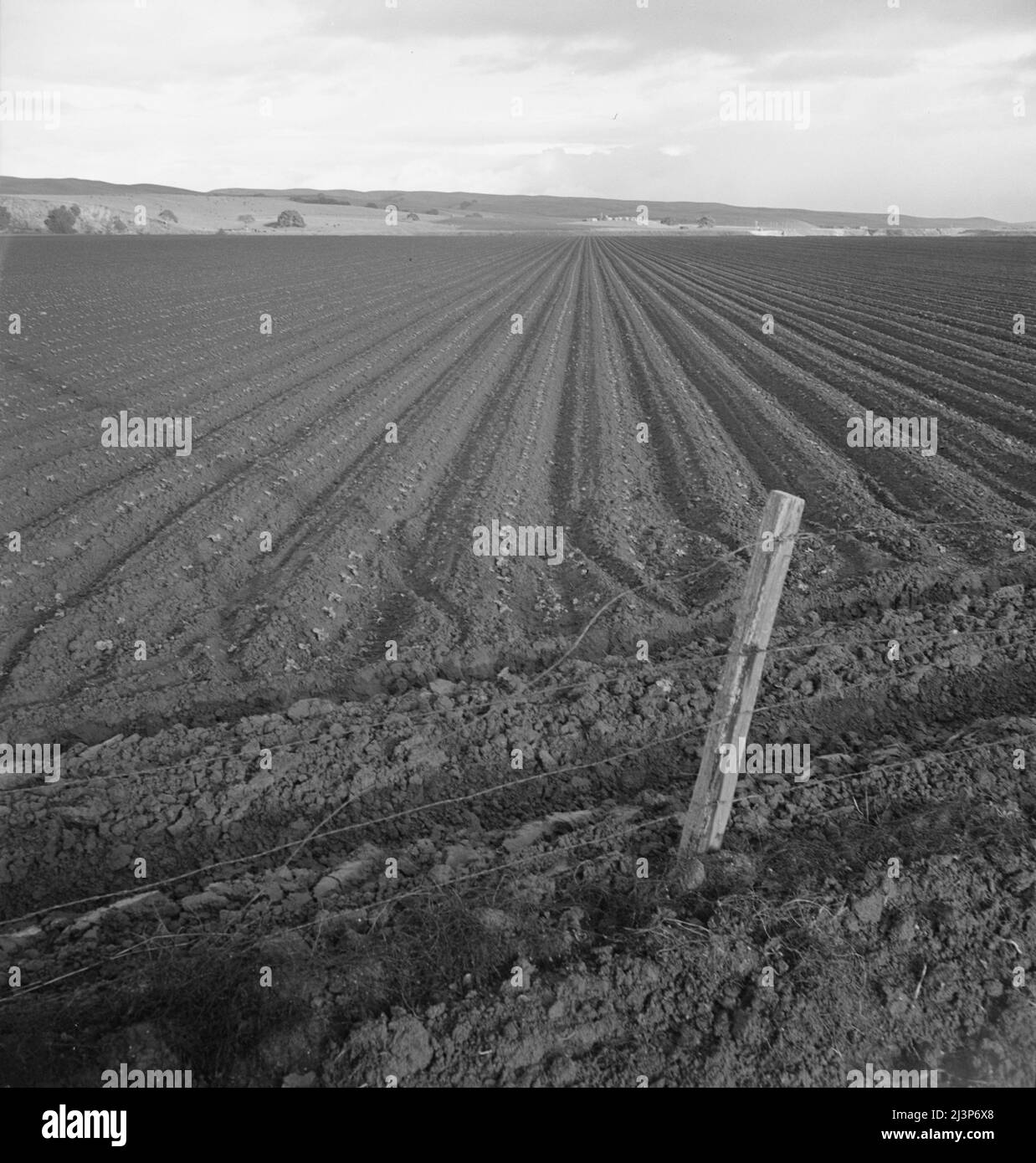 Große Erbsenfelder. In Der Nähe Von San Juan Bautista, Kalifornien. Stockfoto