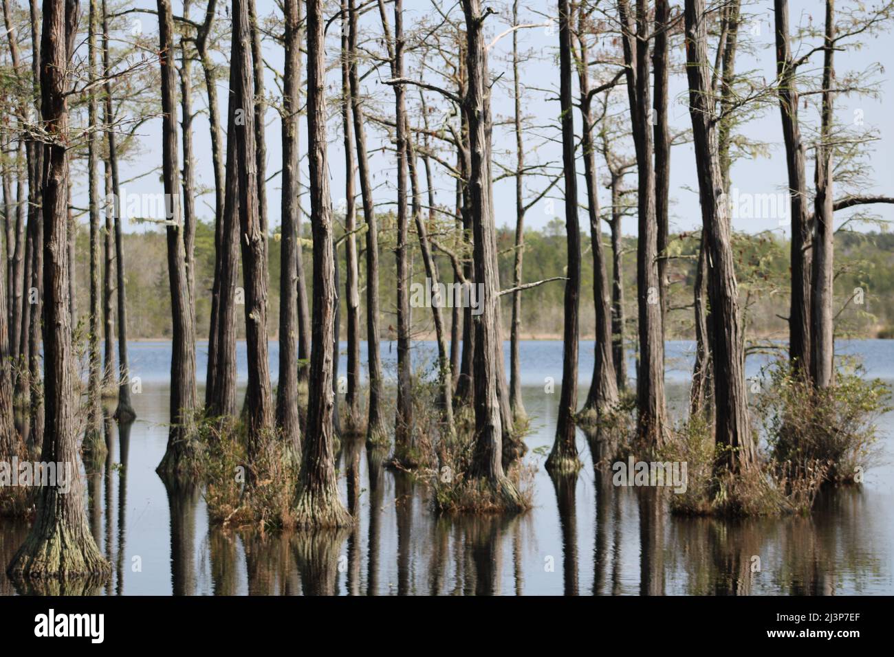 Bald Zypressen mit Reflexen wachsen in einem State Park See in GA Stockfoto