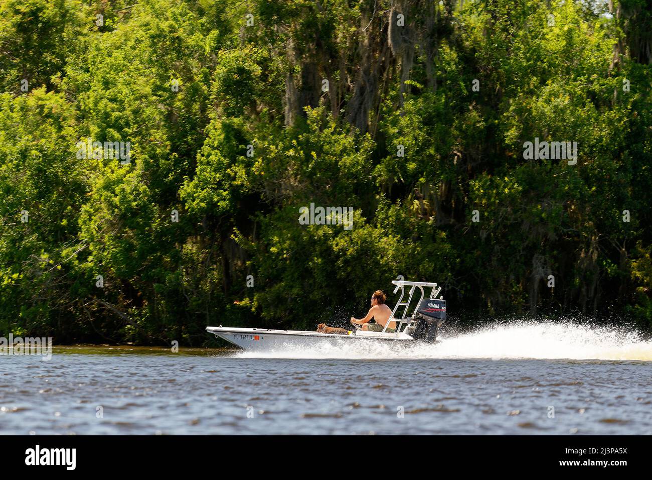 Kleines Motorboot, das sich schnell bewegt, Mann, Hund, Spray, Bewegung, Geschwindigkeit, Wasser, Erholung, Freizeit, Spaß, Meereslandschaft, Salatsee, Florida, Arcadia, FL, Feder Stockfoto