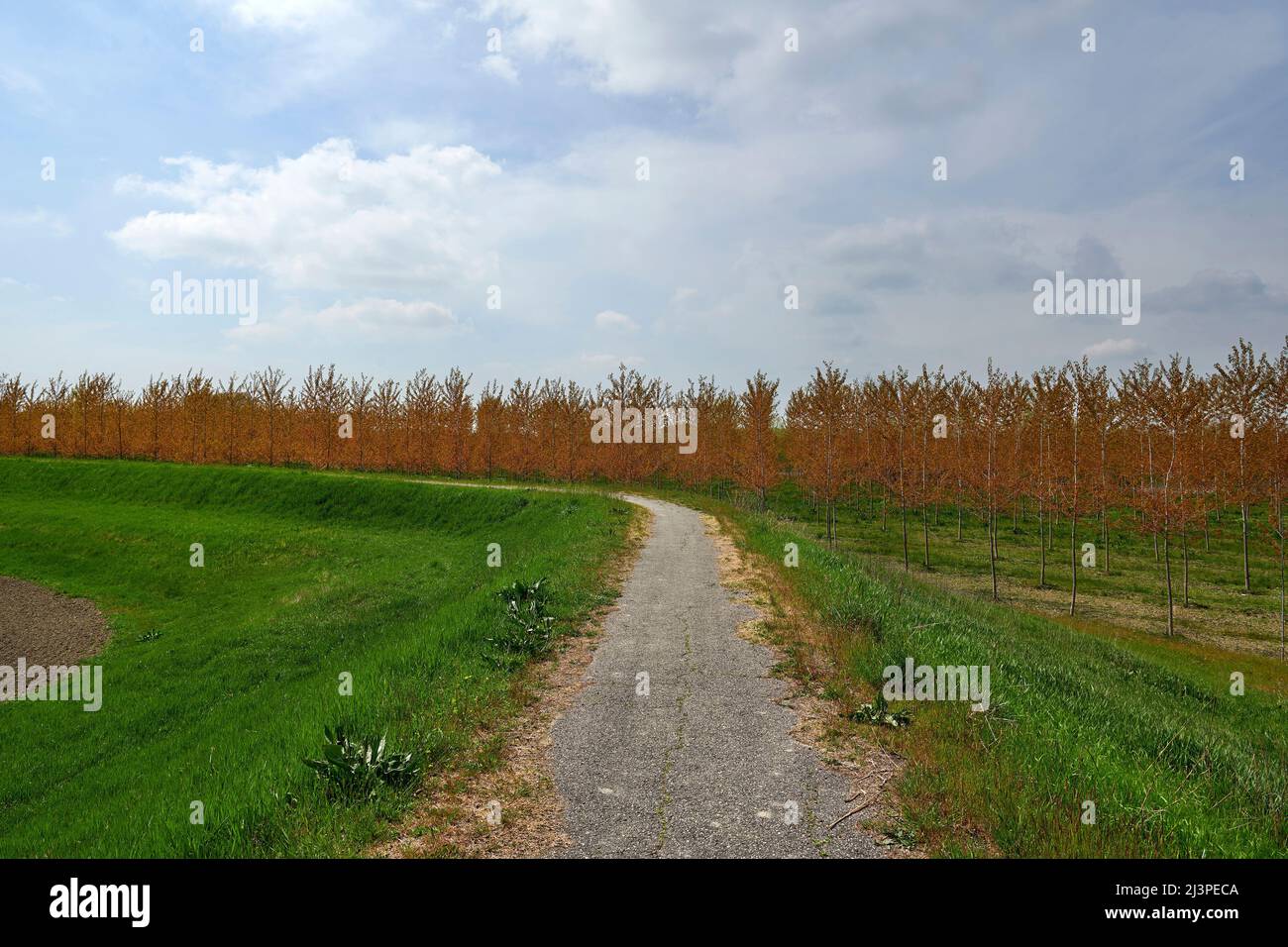Guastalla (Mn)Italien, eine Landschaft mit der Becycle Lane in der Aue des Flusses Po Stockfoto
