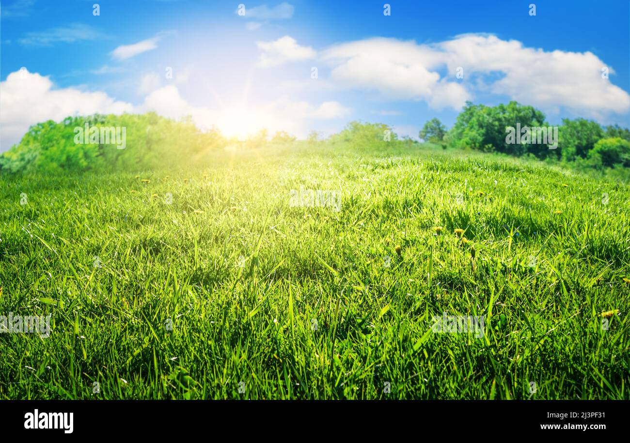 Grünes Gras im Feld, natürliche Landschaft Hintergrund bei Sonnenaufgang Stockfoto