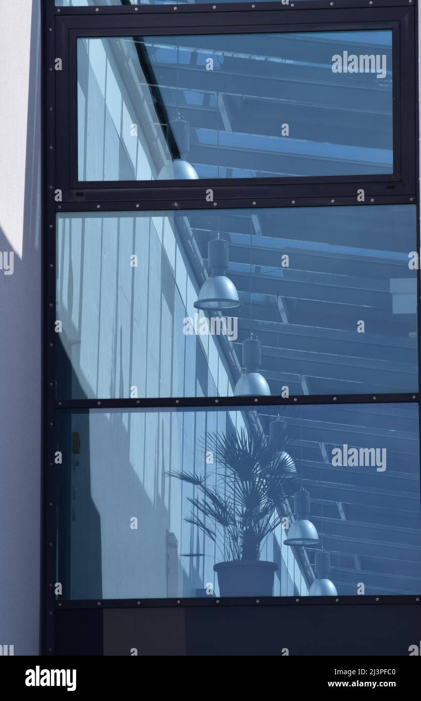 Fächerpalme fühlt sich im windgeschützten Glaspalast offensichtlich zu Hause Stockfoto