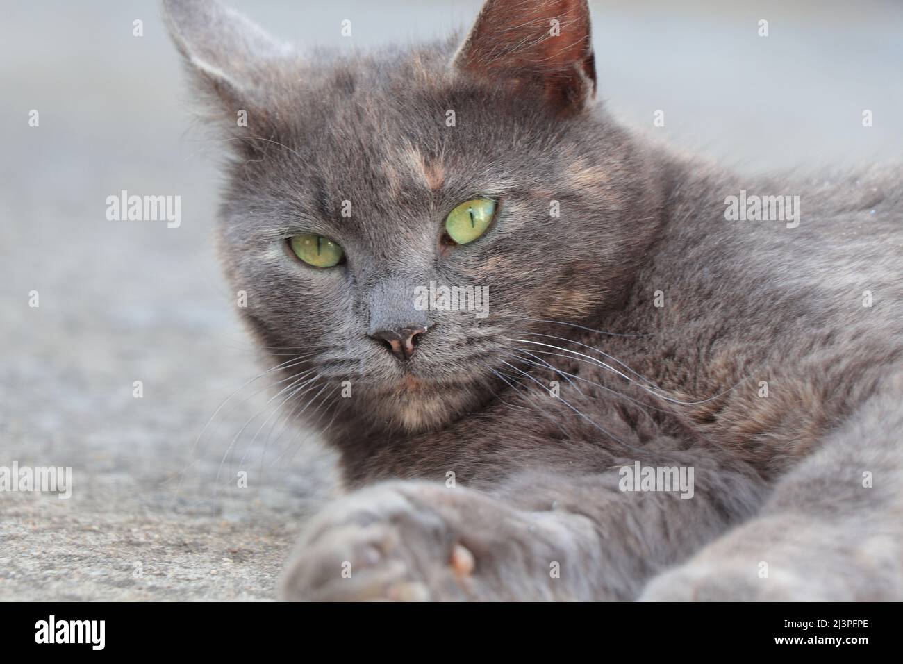 Liegende graue Katze mit grünen Augen, die nach vorne schaut Stockfoto