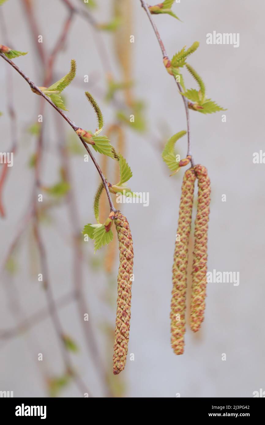 Betula. Erle. Zweig einer Birke. Betula Pendula Blätter Stockfoto