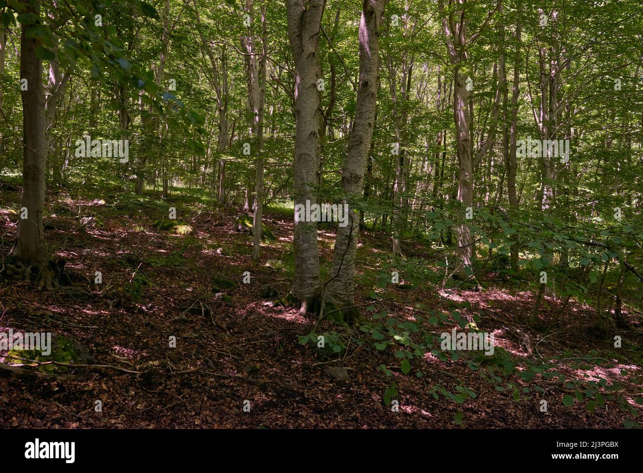 Ein tiefer Kiefernwald an einem Frühlingstag Stockfoto