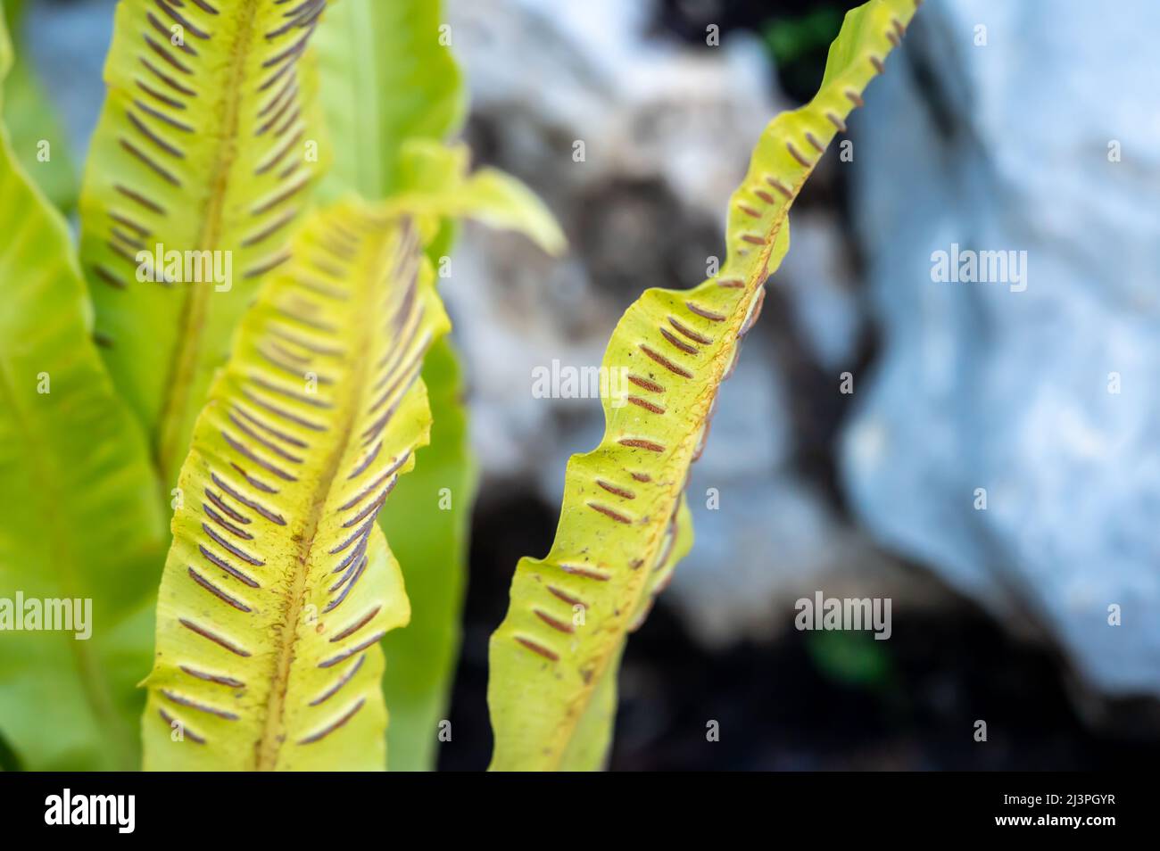 Sporangie auf Farn. Sporanges-Gruppen auf Farnblättern. Reproduktion von Polypodiopsida oder Polypodiophyta. Schönheit in der Natur. Stockfoto